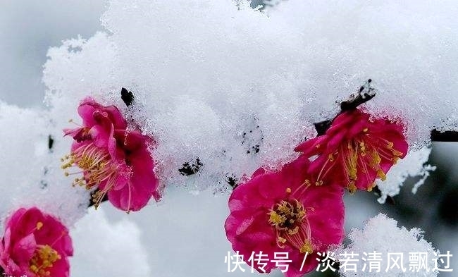 李桃&诗人郑谷一首梅花七律,芬芳盈袖,妍胜李桃,离情别绪,魂断楚桥