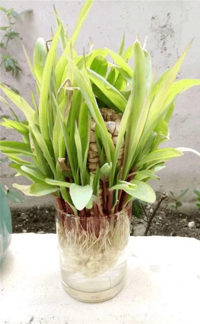 丢一把种子到水里,7天冒出小森林,越热越长个!绿植盆栽不用买