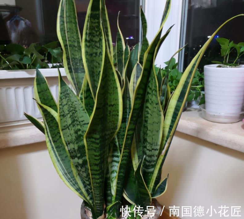 新芽|天一转凉,虎皮兰就饿了?常用它喂喂,补营养,盆栽呼呼出新芽