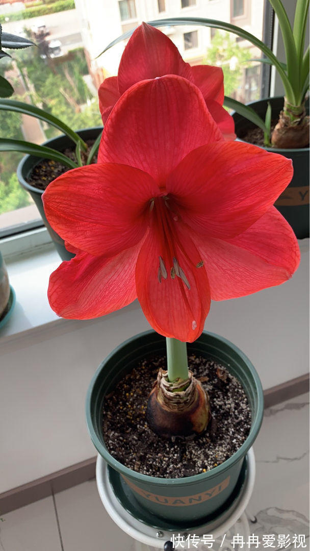 秋季养花大合集，30种花，你想要的我全有！