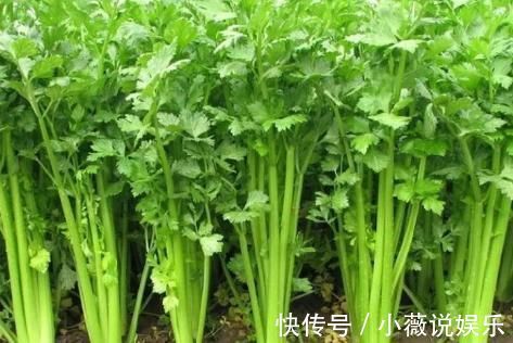 脾胃|消化不良该怎么办?多吃此3物,清热解毒促消化!不可小觑