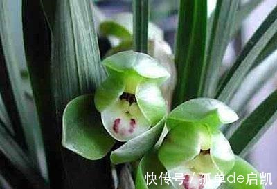 雨水|夏天养兰花，要注意五点要素，难养的品种也可以驾驭好