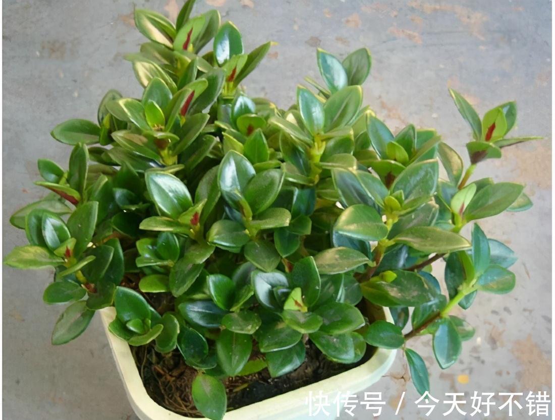 不管扦插什么花卉,在盆中加一点此种营养粉,株株都能够成活