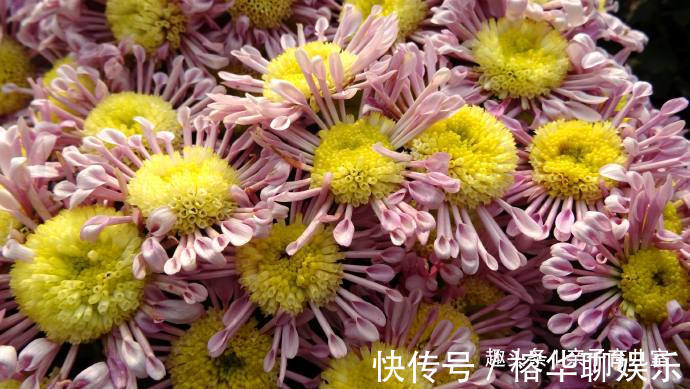 印象|喜欢养菊花，那就养“欧洲小米菊”花洒印象，花团锦簇，花枝招展