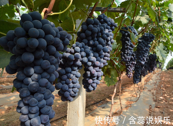 排毒食物|女性多吃四种排毒食物，延缓衰老，越吃子宫越干净