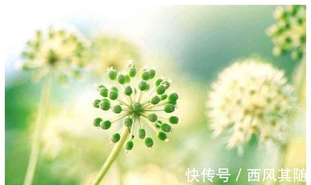 羊·鼠|8月8日-8月22日猪·狗·羊·鼠 这些生肖桃花运旺盛