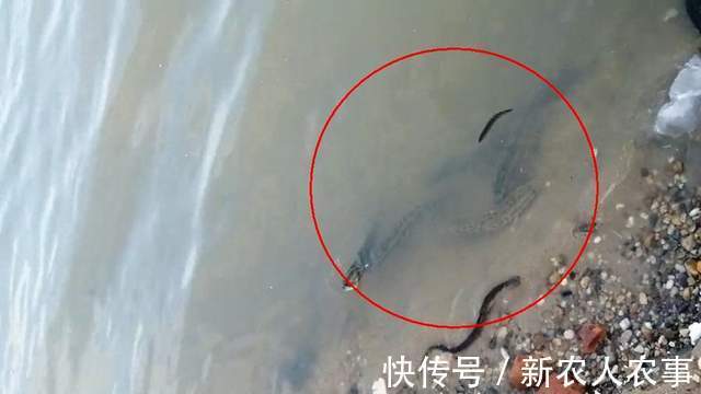 广东一男子野钓遇稀罕事,钓不到鱼江面上却成群,网友:放生的