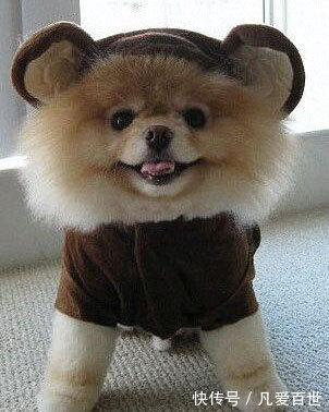 |搞笑动图:这狗牵出去一定霸气!