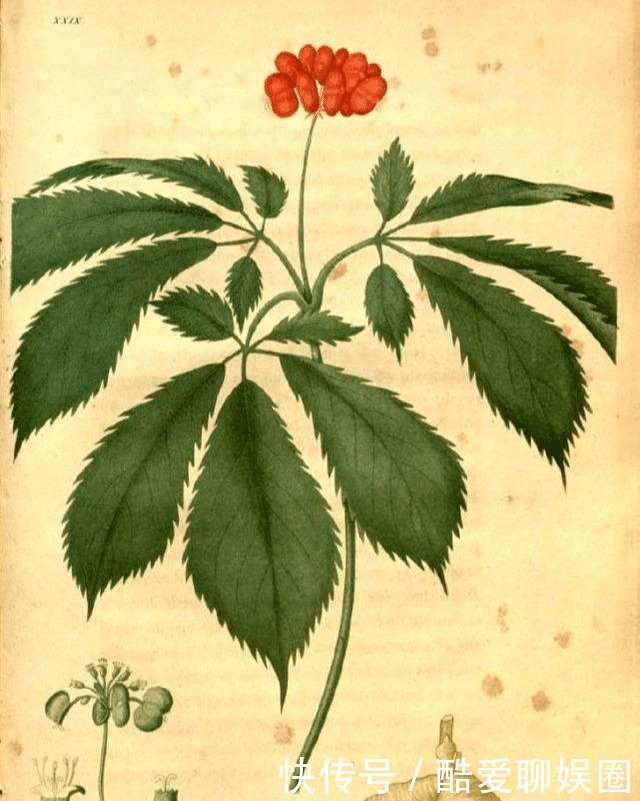 乐坏了|中国人参比黄金贵,西方人乐坏了:我们那漫山遍野都是!