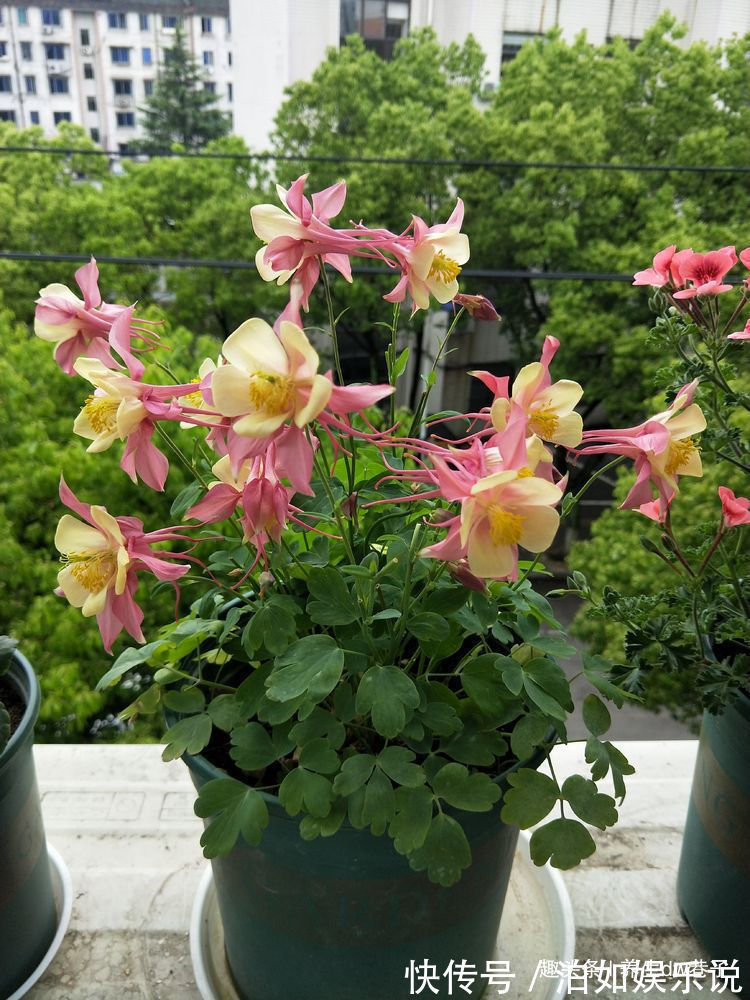 喜欢牡丹，不如养珍品玫瑰“摩纳哥公爵”，妖艳似美姬，沁人心脾