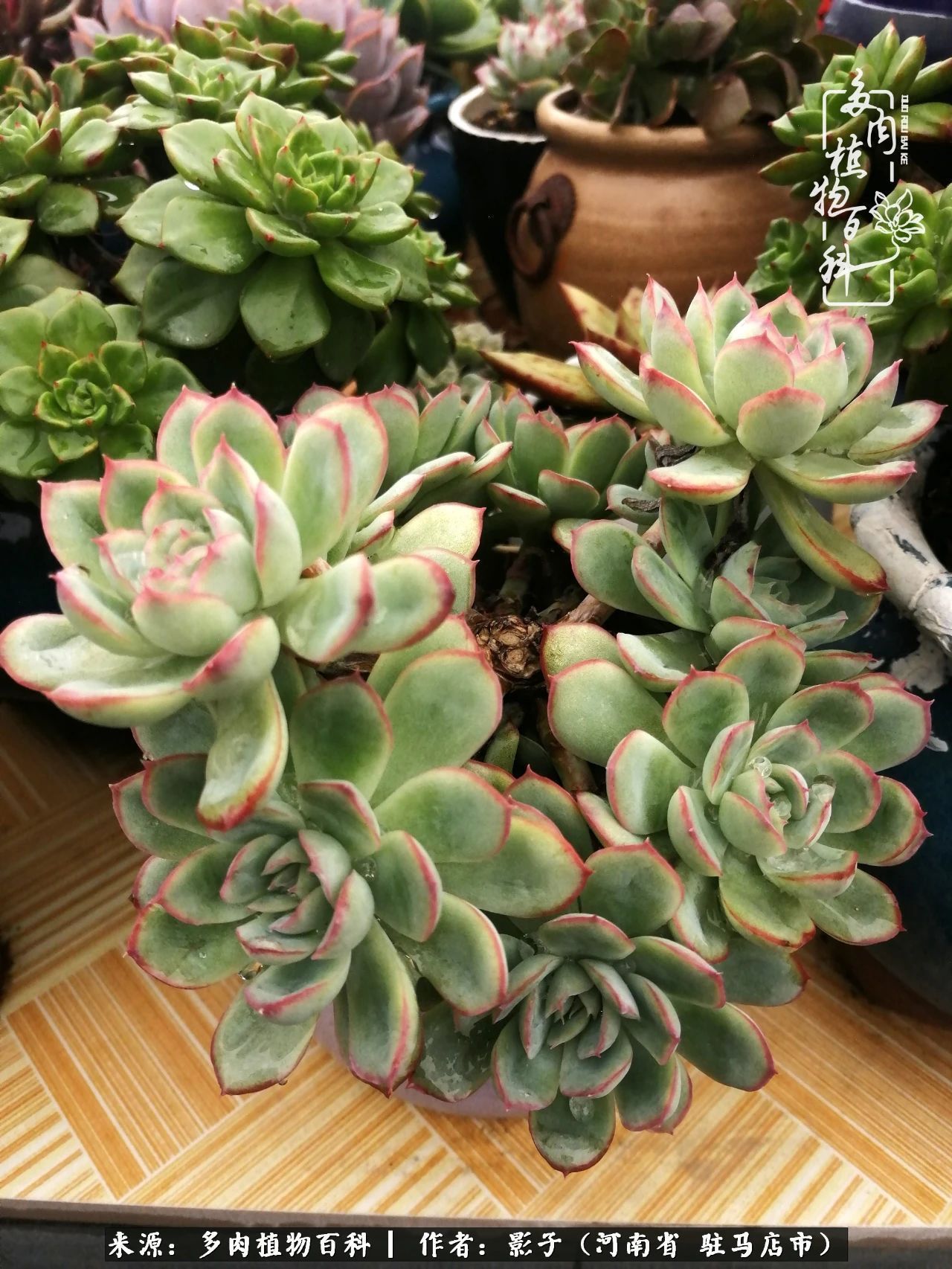 阳台上|被风雨洗礼的多肉越来越漂亮了,忍不住又往坑里跳!