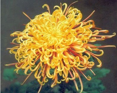 1种大菊花，花败也“不变色”，比牡丹艳，比月季好养，一开90天