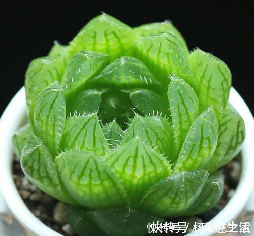 观赏价值|6种大型多肉植物,颜值高好养护,阳台种一盆,大气上档次!