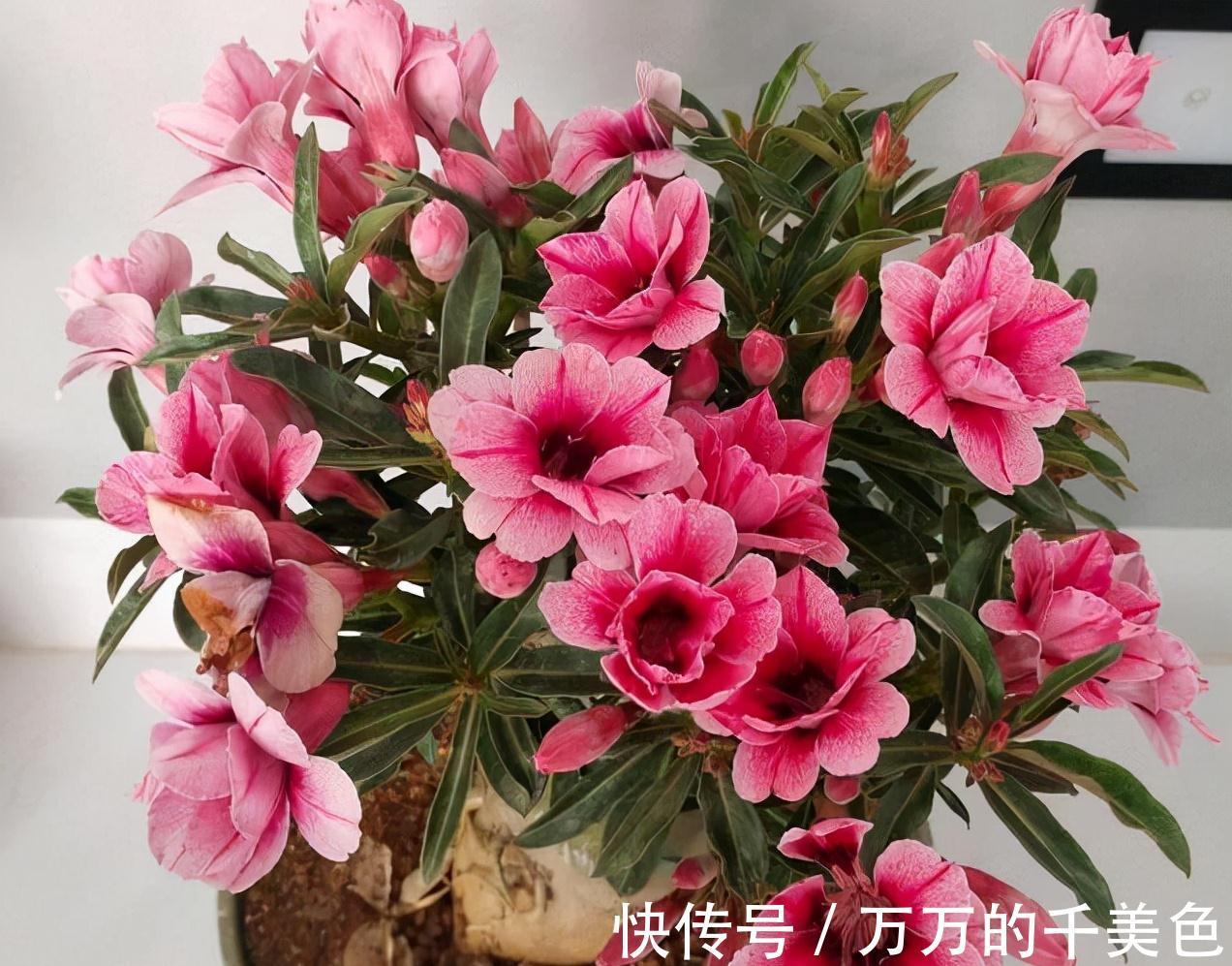 容易因多浇水而死的“10种花”,想要养好,管住手,少浇水