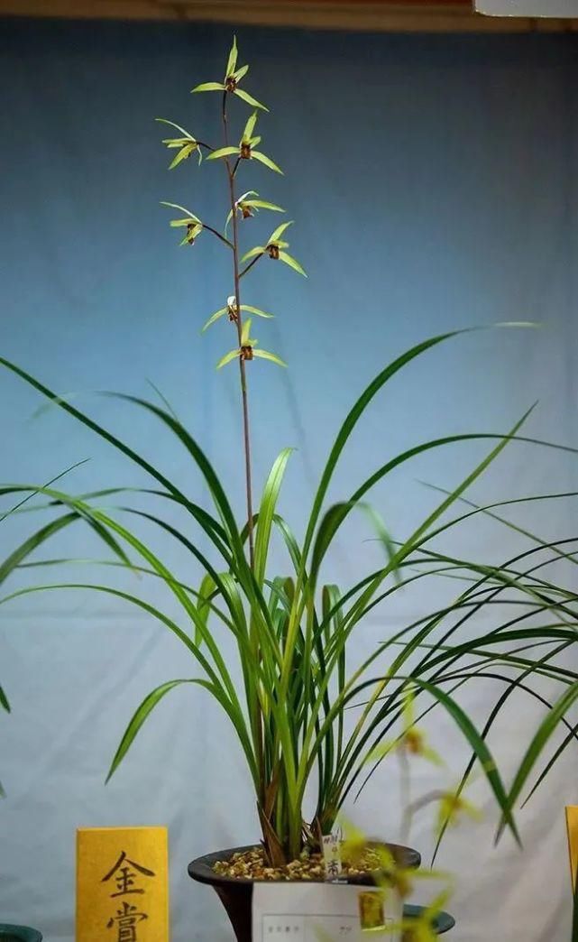 丸姬|日本寒兰欣赏