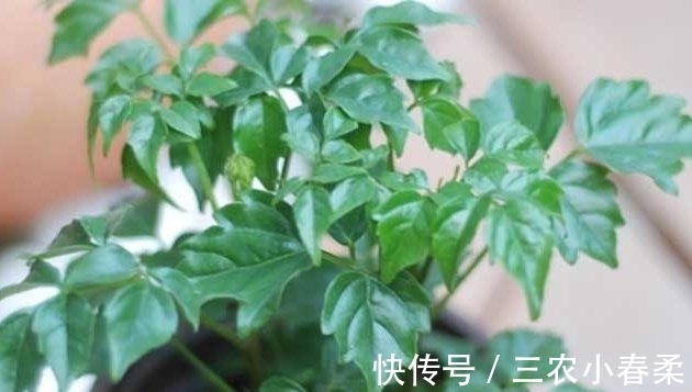 植物|这些耐阴的室内植物, 越荫蔽长越旺, 叶子绿得冒油!