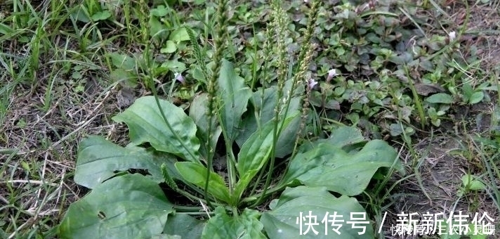 车前草|农村常见的一种野草,晒干后泡水喝,清热解毒、降尿酸,你认识吗