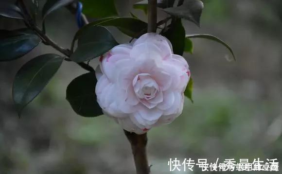 花中娇客|中国传统名花“花中娇客”，30种茶花一开，美了十里八乡