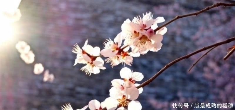 这首诗#王安石这首诗也被严重低估了,句句是经典,最后两句美得令人心醉