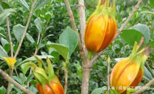 黄脸婆|女性常吃以下食物,避免“黄脸婆”的称呼,身材棒棒哒,肌肤细嫩