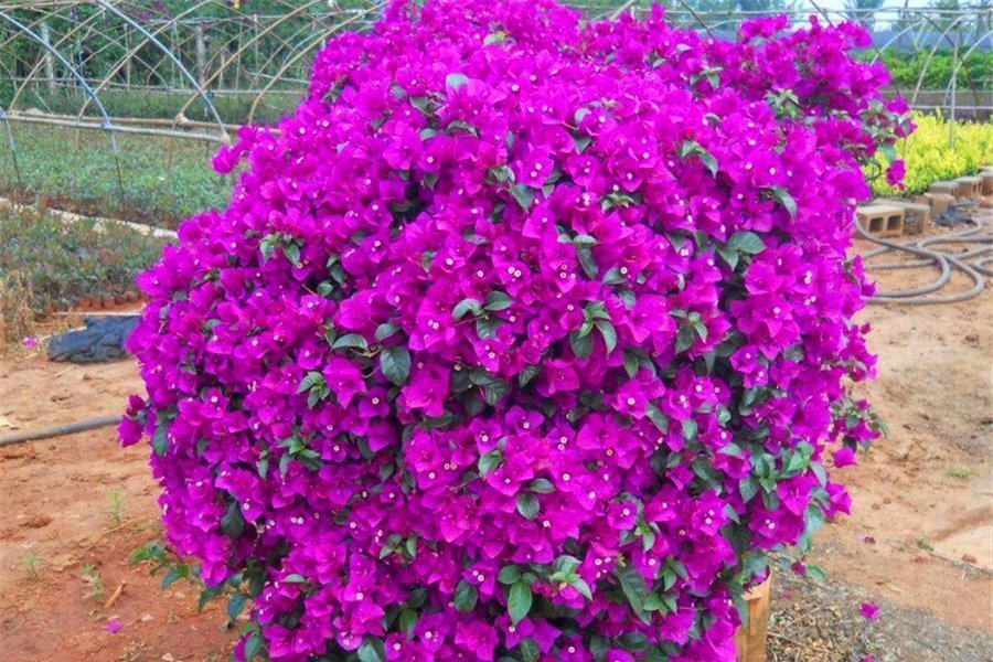 三角梅|三角梅有“4怕”,难怪枝繁叶茂不开花,学会了花朵多得压弯枝头