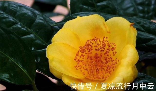 花朵|此茶花被誉为“植物黄金”，花瓣金黄，营养丰富，观赏食用两不误！