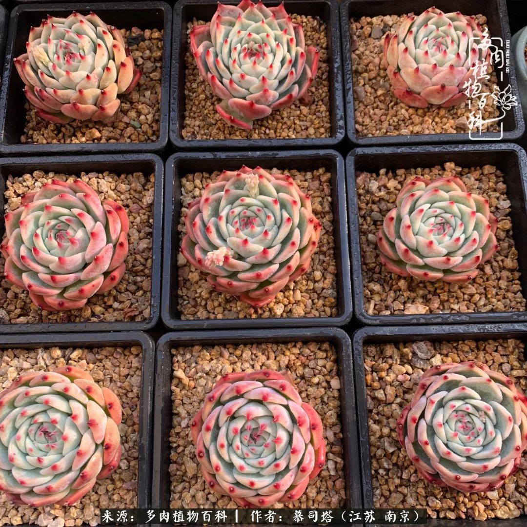 当多肉小白磕上吉娃娃！把自己都要美哭了！