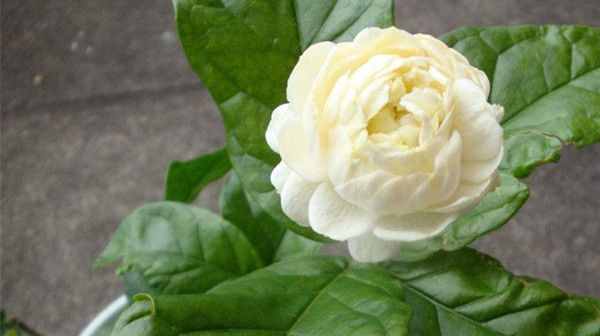 此花,是我国少有的可以卧室盆栽的香花,有安神静心的功效