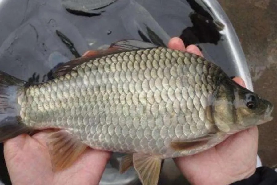 串钩|气温低,鲫鱼反而更好钓?二十年老司机坦言:不信你试试这钓法