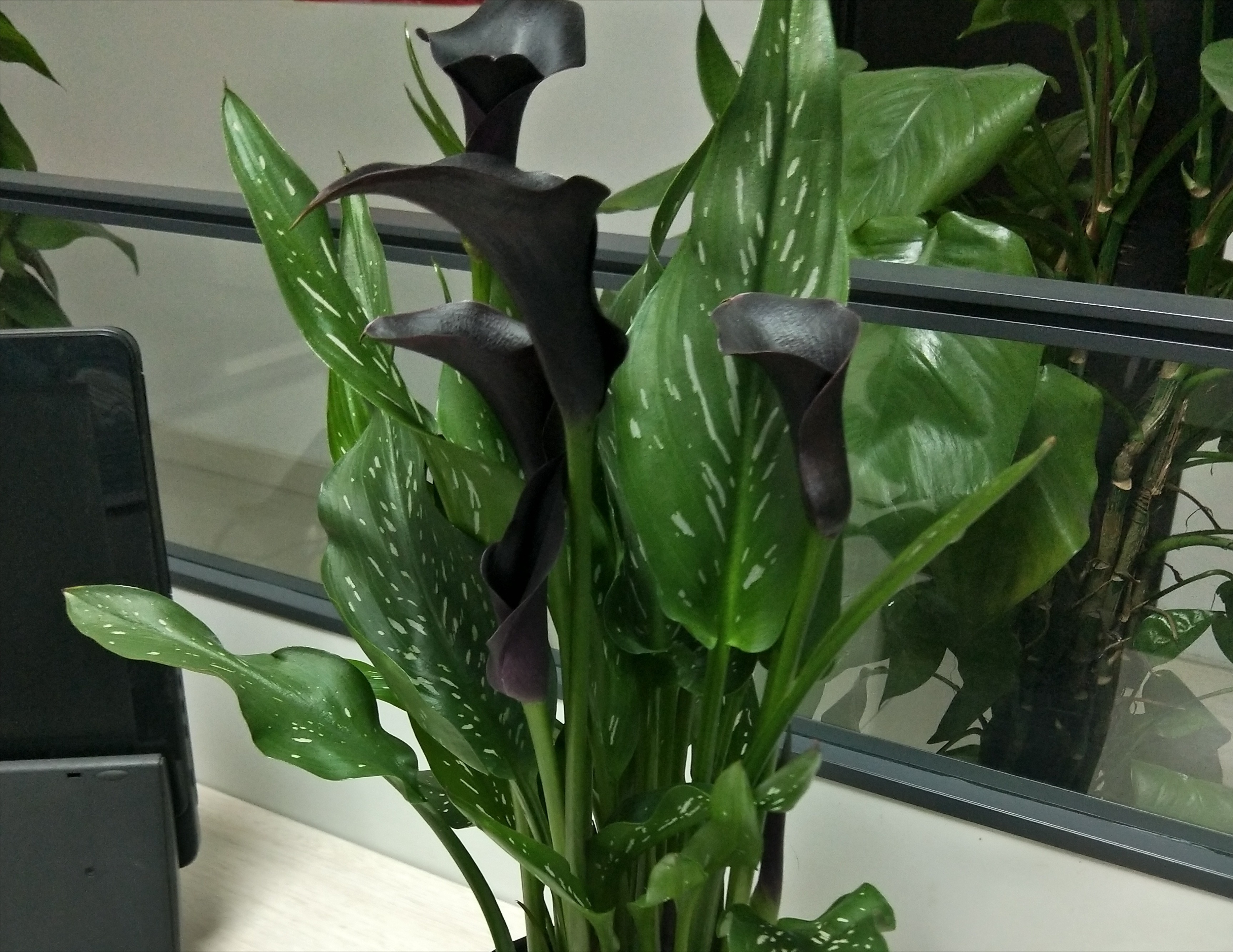 紫罗兰|天热了,有些花不是浇水越多越好,反而一浇水就死