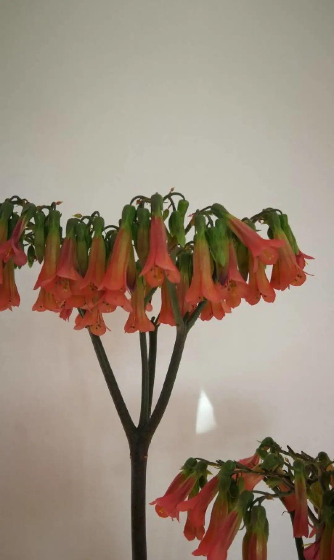 多肉开花会死?别担心,开完砍一刀,活得好好的