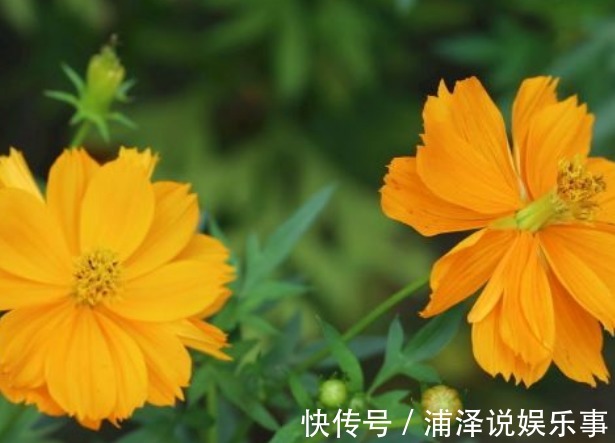 盆花|新手养花，不如养盆花中精品“硫华菊”，花朵金黄灿烂