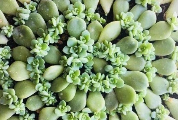多肉植物|以下几种多肉最容易爆盆,想养死都难,轻松成为多肉大户!