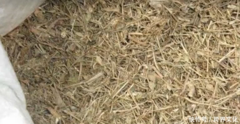 花朵|农村路边这朵野花,市场价一斤30元,是中医追求的珍贵中草药