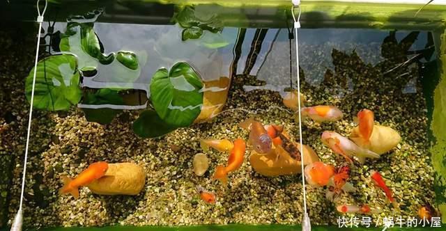 花友|食醋水养花,用得好是宝,用不好就是“夺命水”,浇一盆死一盆