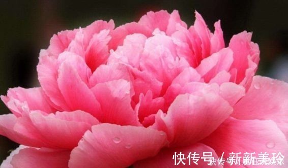 4种花号称开花劳模，花期全年，好看又好养，很值得拥有，美极了