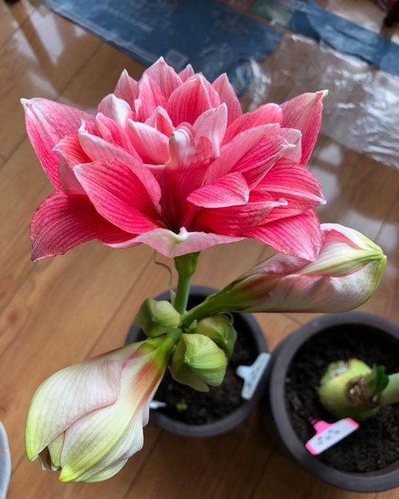 七种漂亮花，天生“不怕冷”，好养寓意好，喜欢别错过