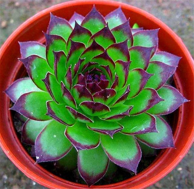 观音莲度夏很简单,紧抓4个细节,不烂根不徒长,秋天长爆盆