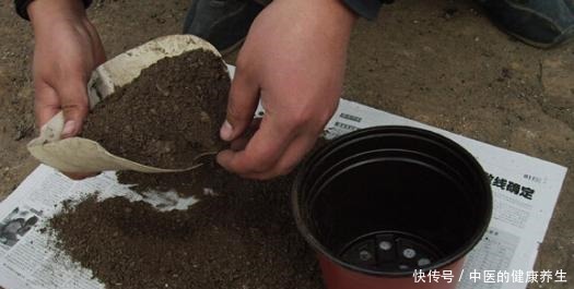 垃圾桶旁边一堆快死的花,到底该不该捡悄悄拎回家赚大发了!