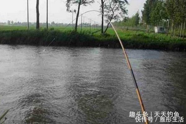 渔获|三伏天钓鱼,宜选活水做钓点,流水走漂用这些钓法,渔获更有保证