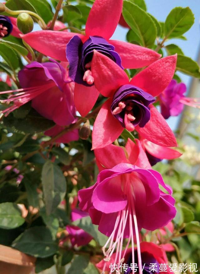 命里带“金”的花，开花美翻了，养在家里还有好兆头