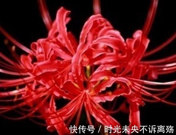 彼岸花的故事,颜色绚丽无比,花语充满彷徨跟追忆