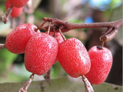 野果|农村一种常见植物,“楼豆”营养价值高,止咳效果更好