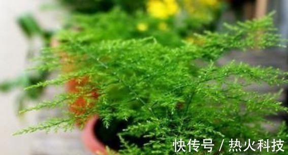 这3种花最怕阳光，越阴凉越生长的旺！阳光晒反而活不长