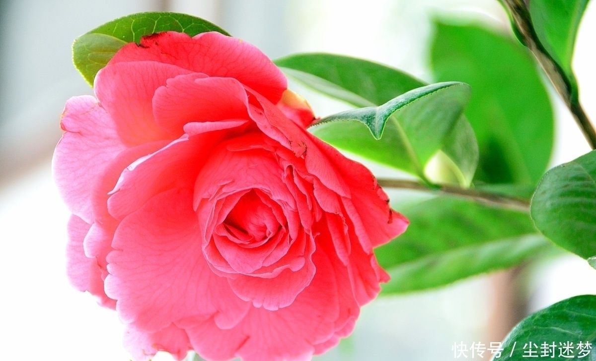 春暖花开|4种年宵花，盆栽美丽、插花诗意，高端大气春暖花开、幸福四季