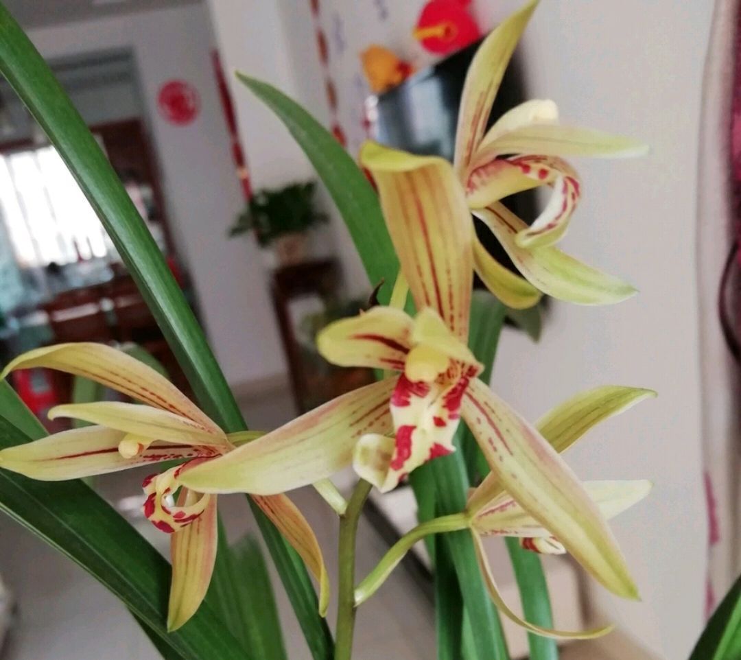 浇水|苔藓养兰花的2个妙用,保湿透气又促根,很快冒出水晶头