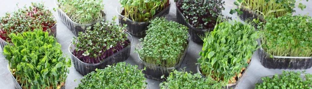 花园|在家种个菜都这么美,还要什么花园?