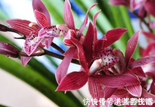 阳台|阳台变花园,就养此款花卉,花开清新高雅,花型独特又美观