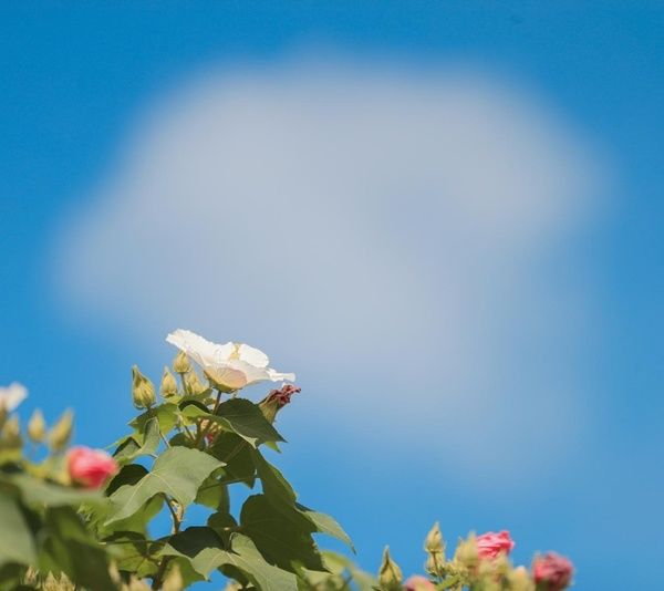 波光花影|初秋花儿开