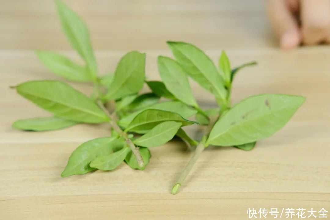 11种常见花，现在扦插，成活率特高